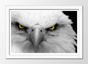 Cuadro enmarcado blanco aguila imperial blanca, ojos amarilo, salvaje, naturaleza, animal