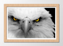 Cuadro enmarcado natural aguila imperial blanca, ojos amarilo, salvaje, naturaleza, animal