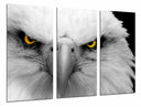 Tríptico aguila imperial blanca, ojos amarilo, salvaje, naturaleza, animal