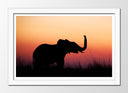 Cuadro enmarcado blanco paisaje cria de elefante en atardecer, salvaje, animal, naturaleza
