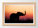 Cuadro enmarcado natural paisaje cria de elefante en atardecer, salvaje, animal, naturaleza