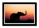 Cuadro enmarcado negro paisaje cria de elefante en atardecer, salvaje, animal, naturaleza