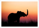 Lámina paisaje cria de elefante en atardecer, salvaje, animal, naturaleza