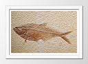 Cuadro enmarcado blanco pez fosil, aarqueologia, peces