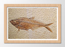 Cuadro enmarcado natural pez fosil, aarqueologia, peces