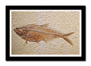 Cuadro enmarcado negro pez fosil, aarqueologia, peces