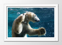 Cuadro enmarcado blanco oso polar buceando, nadar, pesca, salvaje, oceano