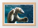 Cuadro enmarcado natural oso polar buceando, nadar, pesca, salvaje, oceano