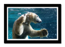 Cuadro enmarcado negro oso polar buceando, nadar, pesca, salvaje, oceano