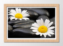 Cuadro enmarcado natural imagen margaritas sobre fondo de piedra,spa,relax,zen