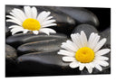 Cuadro imagen margaritas sobre fondo de piedra,spa,relax,zen