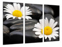 Tríptico imagen margaritas sobre fondo de piedra,spa,relax,zen