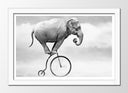 Cuadro enmarcado blanco elefante en bici antigua, hypster, equilibrista, blanco y negro