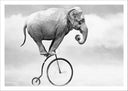 Lámina elefante en bici antigua, hypster, equilibrista, blanco y negro