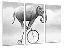Tríptico elefante en bici antigua, hypster, equilibrista, blanco y negro