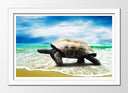 Cuadro enmarcado blanco tortuga en la playa, mar, oceano, salvaje, tropical