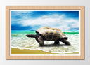 Cuadro enmarcado natural tortuga en la playa, mar, oceano, salvaje, tropical