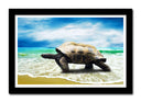 Cuadro enmarcado negro tortuga en la playa, mar, oceano, salvaje, tropical