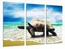 Tríptico tortuga en la playa, mar, oceano, salvaje, tropical