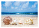 Lámina paisaje conchas en la playa, arena mar, caracola