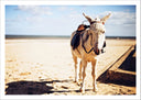 Lámina burro en el desierto , animal, naturaleza