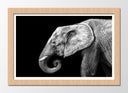 Cuadro enmarcado natural elefante blanco y negro , animal, decoracion