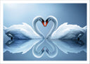 Lámina pareja de cisne, forma corazon, decoracion