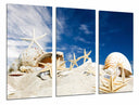 Tríptico caracola en una playa, conchas,estrella de mar, arena