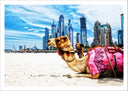 Lámina camello en la playa, ciudad e dubai