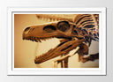 Cuadro enmarcado blanco fosil dinosaurio t-rex, arqueologia, animal, salvaje