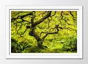 Cuadro enmarcado blanco oriental arbol ,verde, paisaje, naturaleza, relajacion