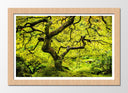 Cuadro enmarcado natural oriental arbol ,verde, paisaje, naturaleza, relajacion