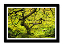 Cuadro enmarcado negro oriental arbol ,verde, paisaje, naturaleza, relajacion