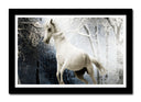 Cuadro enmarcado negro caballo blanco con fondo de bosque, nieve, naturaleza, salvaje
