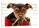 Cuadro imagen perro cachorro en bolso, animal, bonito, amor