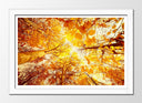 Cuadro enmarcado blanco paisaje bosque atardecer,naturaleza