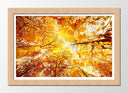 Cuadro enmarcado natural paisaje bosque atardecer,naturaleza