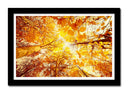 Cuadro enmarcado negro paisaje bosque atardecer,naturaleza