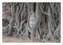 Lámina buda oriental, raices, arbol, relajacion, meditacion, zen