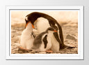 Cuadro enmarcado blanco pinguinos en la playa, naturaleza, amor