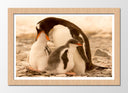 Cuadro enmarcado natural pinguinos en la playa, naturaleza, amor
