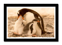 Cuadro enmarcado negro pinguinos en la playa, naturaleza, amor