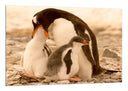 Cuadro pinguinos en la playa, naturaleza, amor