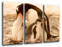 Tríptico pinguinos en la playa, naturaleza, amor