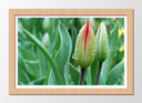 Cuadro enmarcado natural flor,rocio,naturaleza