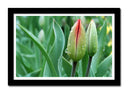 Cuadro enmarcado negro flor,rocio,naturaleza