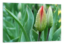 Cuadro flor,rocio,naturaleza