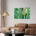 flor,rocio,naturaleza