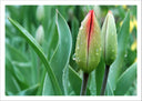 Lámina flor,rocio,naturaleza