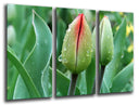 Tríptico flor,rocio,naturaleza